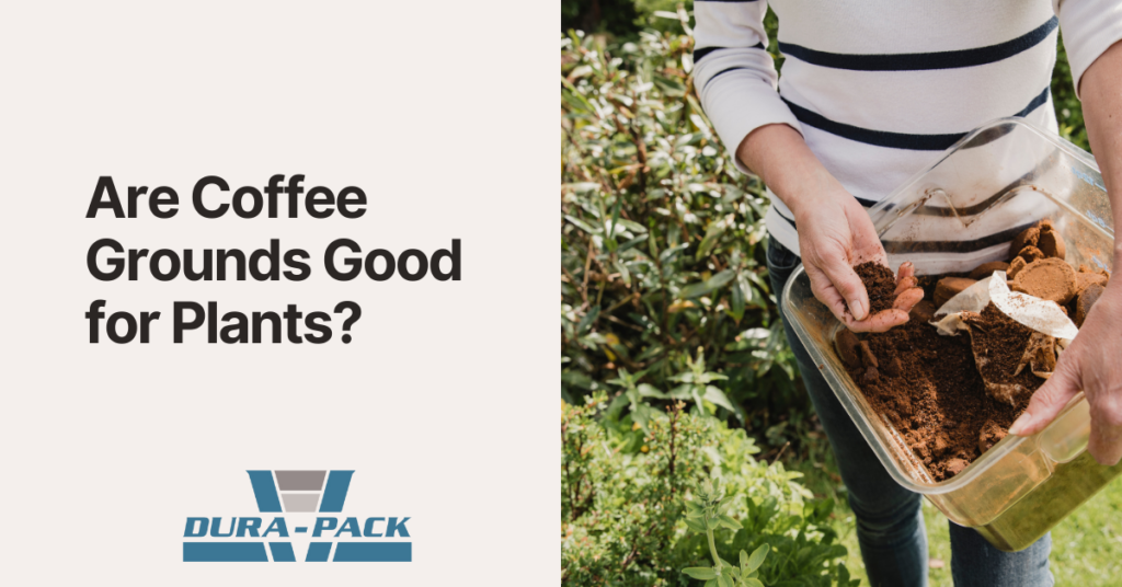 are coffee grounds good for plants